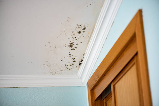 Best Attic Mold Removal  in Winnsboro, TX