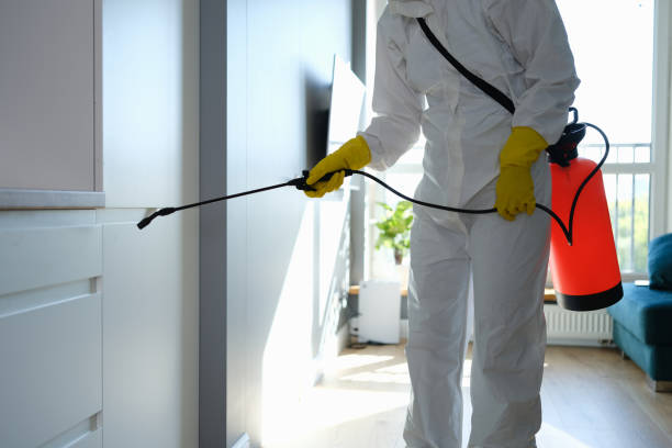 Best Certified Mold Removal  in Winnsboro, TX