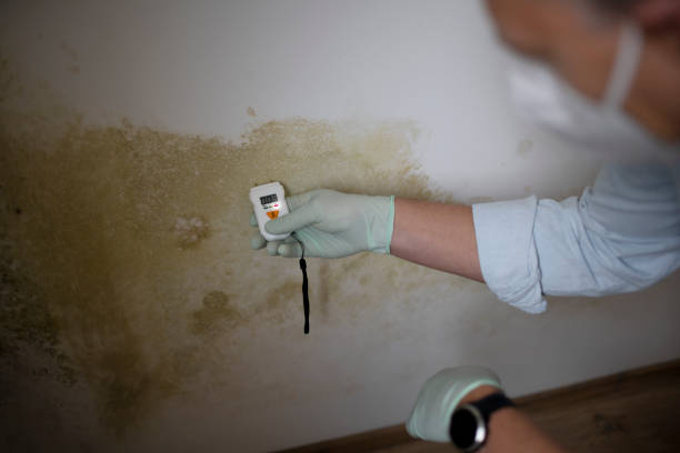 Best Mold Remediation Experts  in Winnsboro, TX