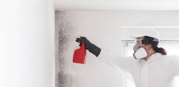 Best Mold Damage Repair  in Winnsboro, TX