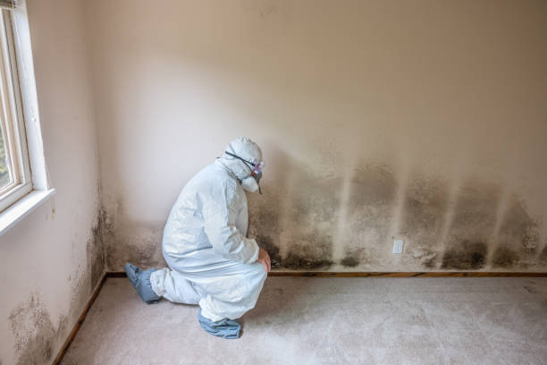 Best Professional Mold Removal  in Winnsboro, TX