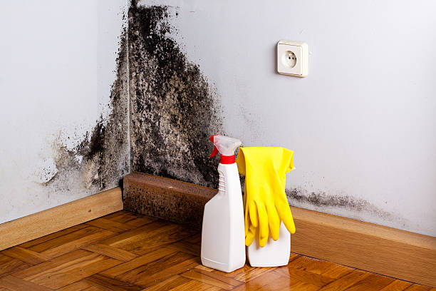 Best Crawl Space Mold Removal  in Winnsboro, TX