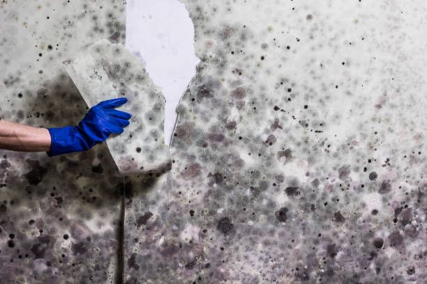 Best Mold Removal Near Me  in Winnsboro, TX