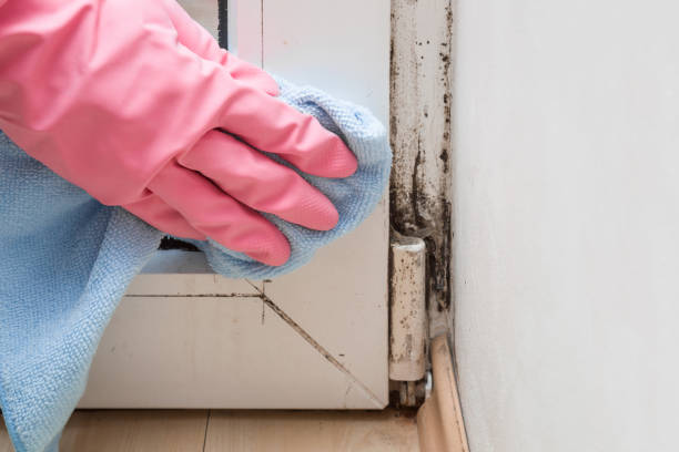 Best Attic Mold Removal  in Winnsboro, TX